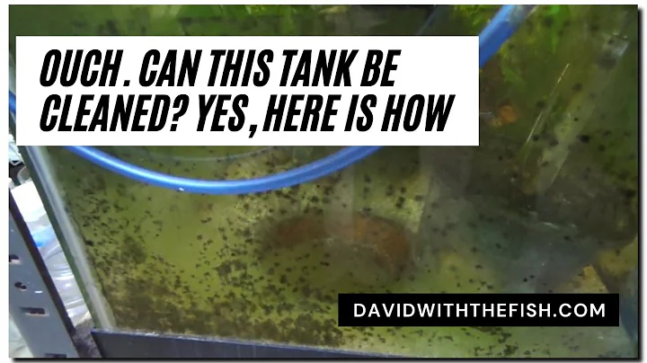 Cum să curățați un acvariu murdar