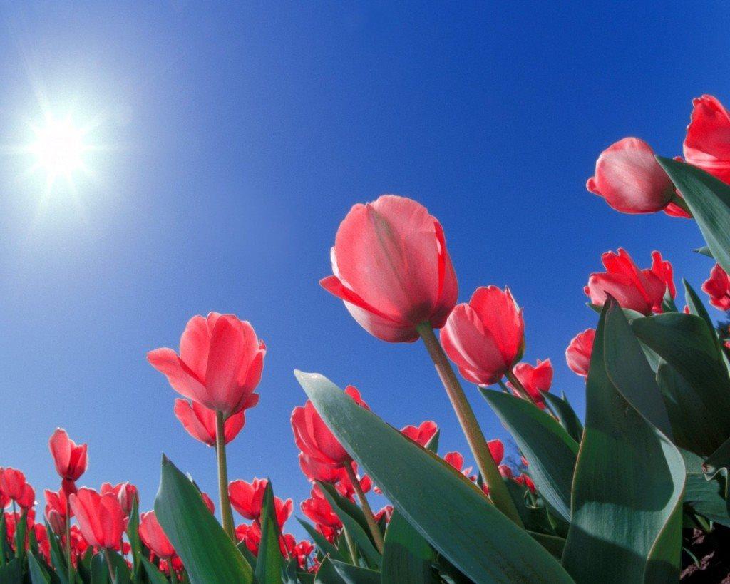 Top 85 hình nền hoa tulip full hd mới nhất  cbnguyendinhchieu