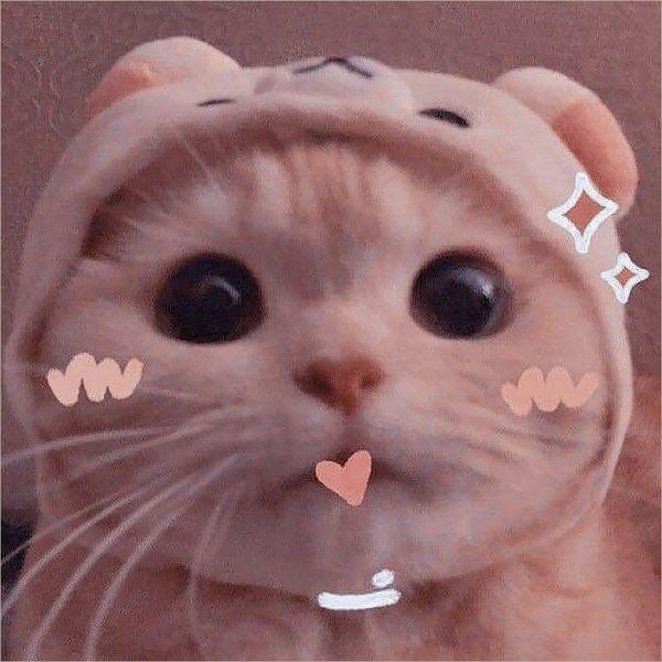 50 Ảnh Mèo Cute Ngầu, Hình Avatar Mèo Dễ Thương Quá Trời!