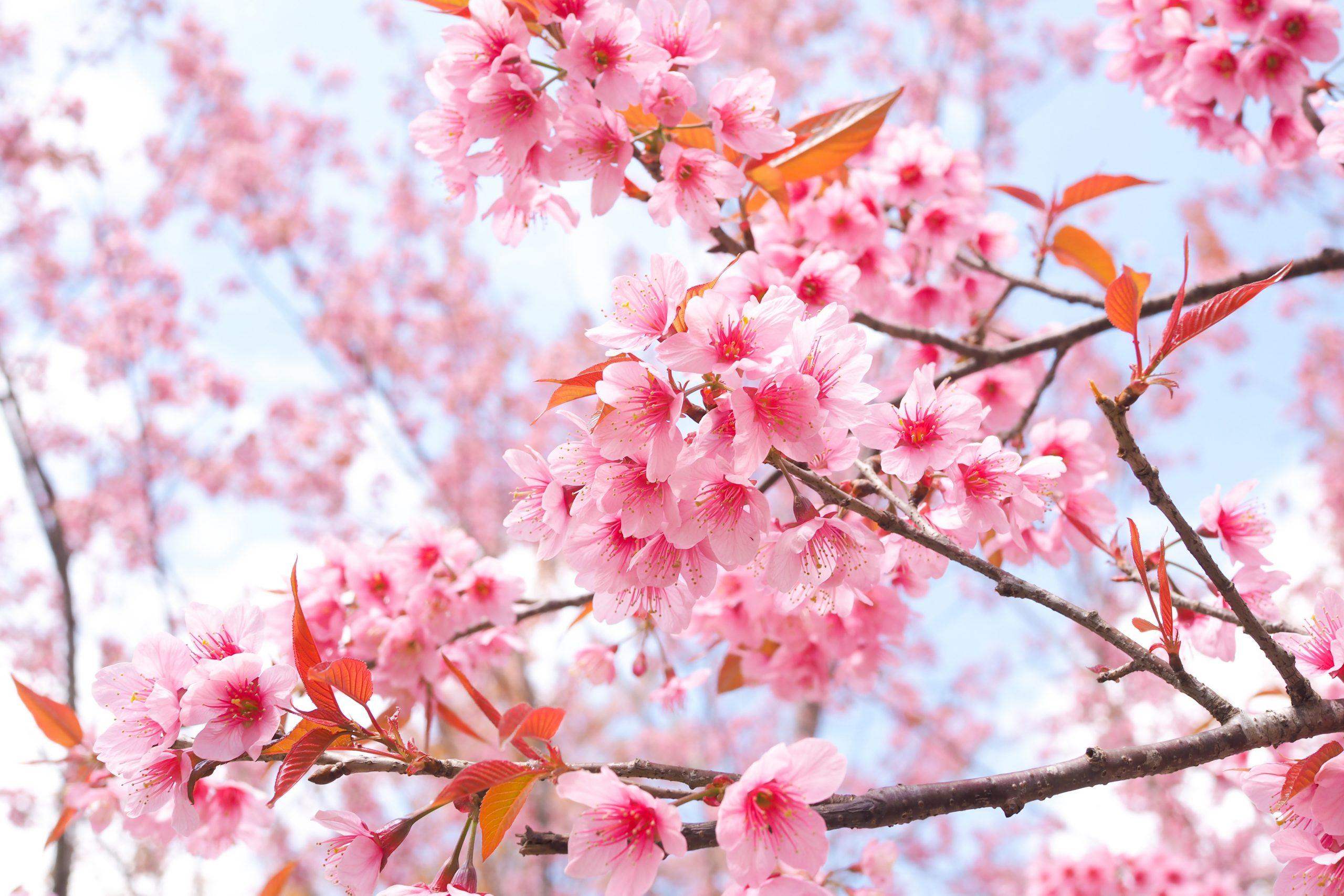 Hình ảnh mùa xuân  Tổng hợp những hình ảnh mùa xuân đẹp nhất