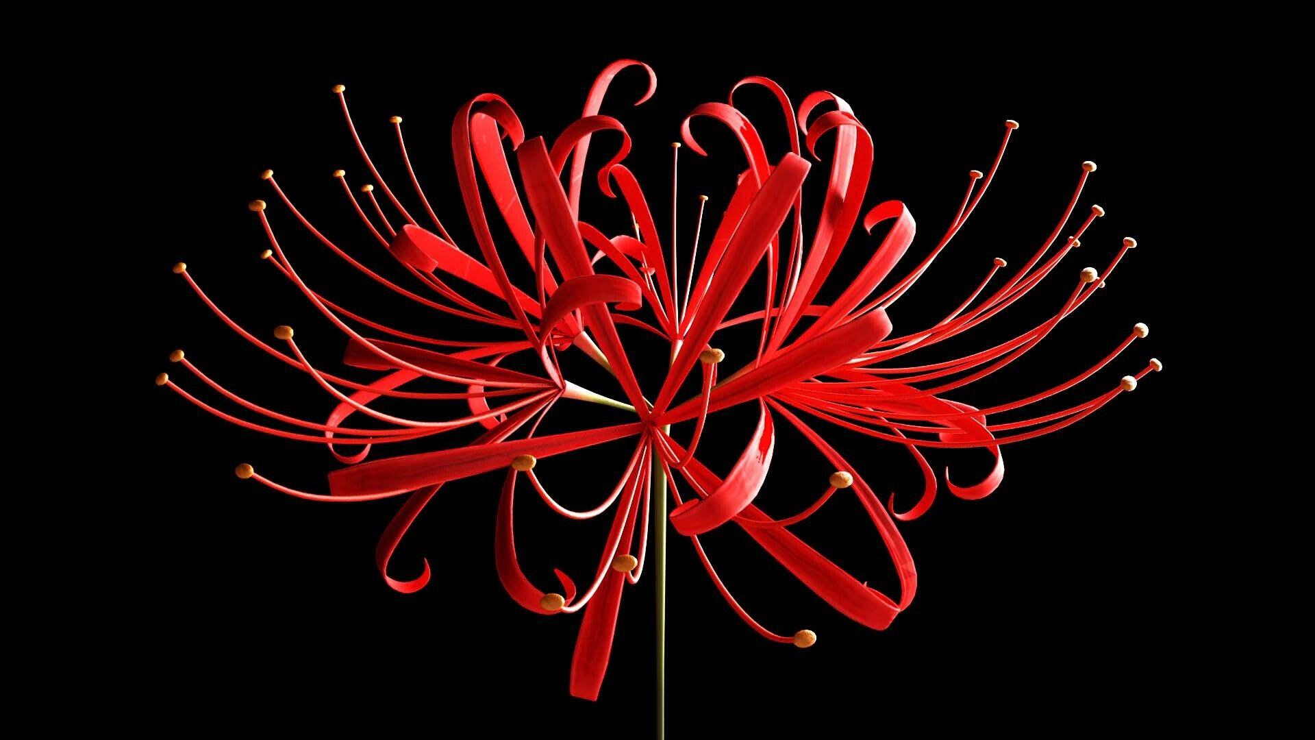 Chia sẻ với hơn 61 về hình nền hoa bỉ ngạn đẹp  Du học Akina