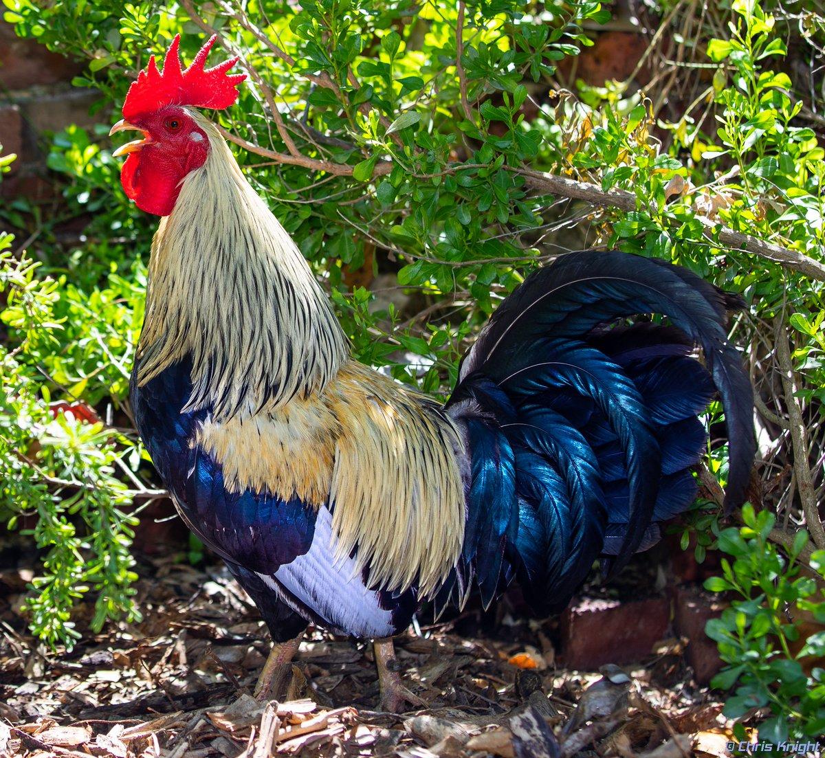 1000 Con gà trống  hình ảnh con gà trống đẹp  Pixabay