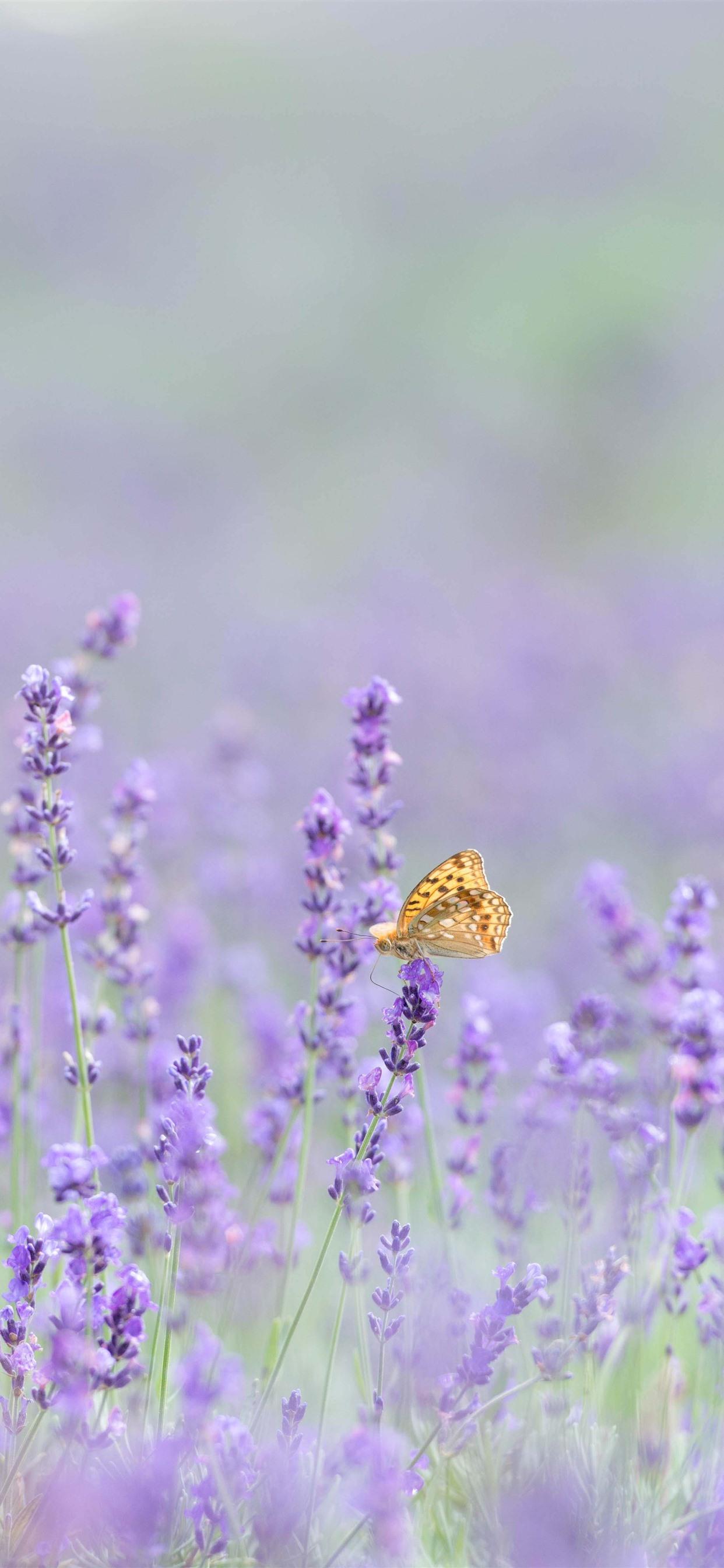 Khám phá với hơn 101 hình nền hoa lavender cho dien thoai hay nhất   thdonghoadian