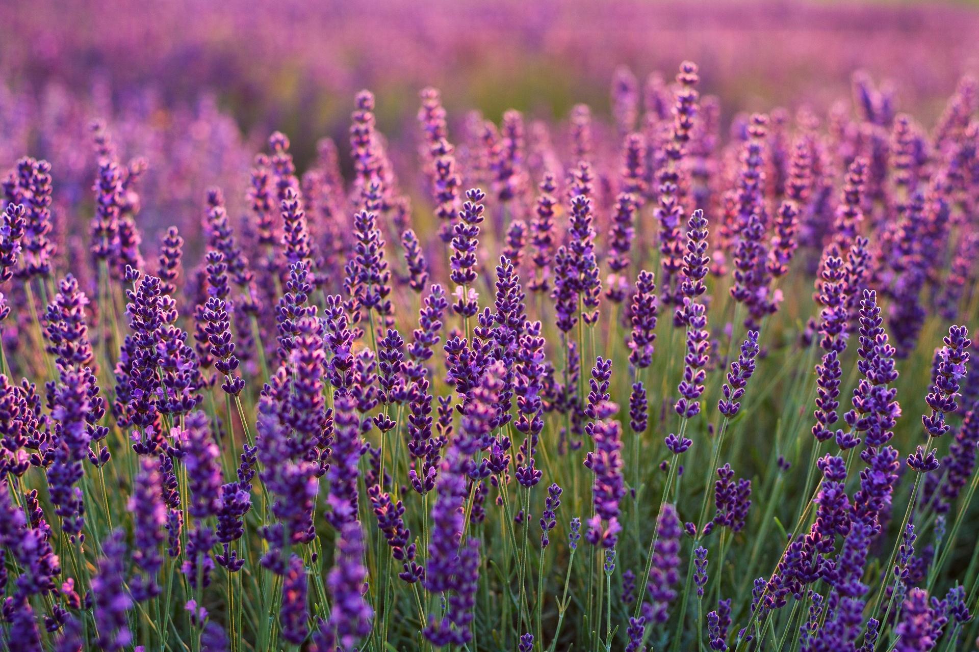 Cập nhật nhiều hơn 105 hình nền hoa lavender đẹp siêu đỉnh  POPPY