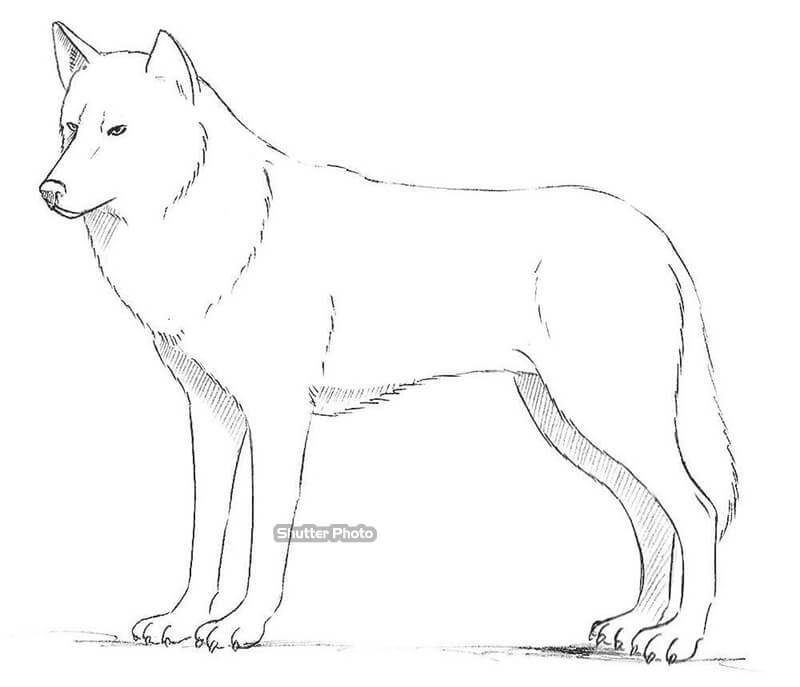 Cập Nhật Với Hơn 54 Về Hình Vẽ Chó Sói - Du Học Akina