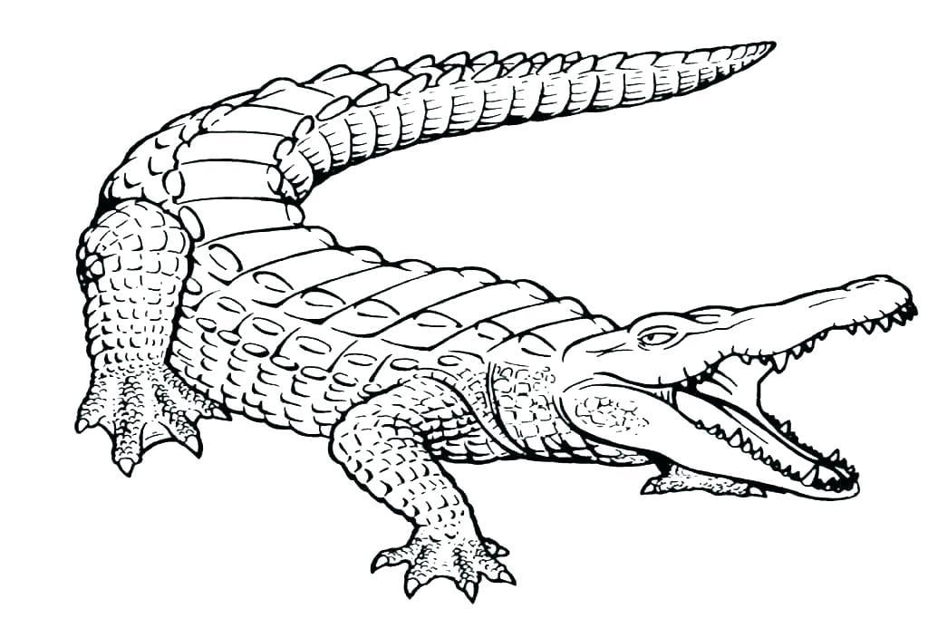 Cập nhật 78 vẽ con cá sấu đơn giản không thể bỏ qua  Tin Học Vui