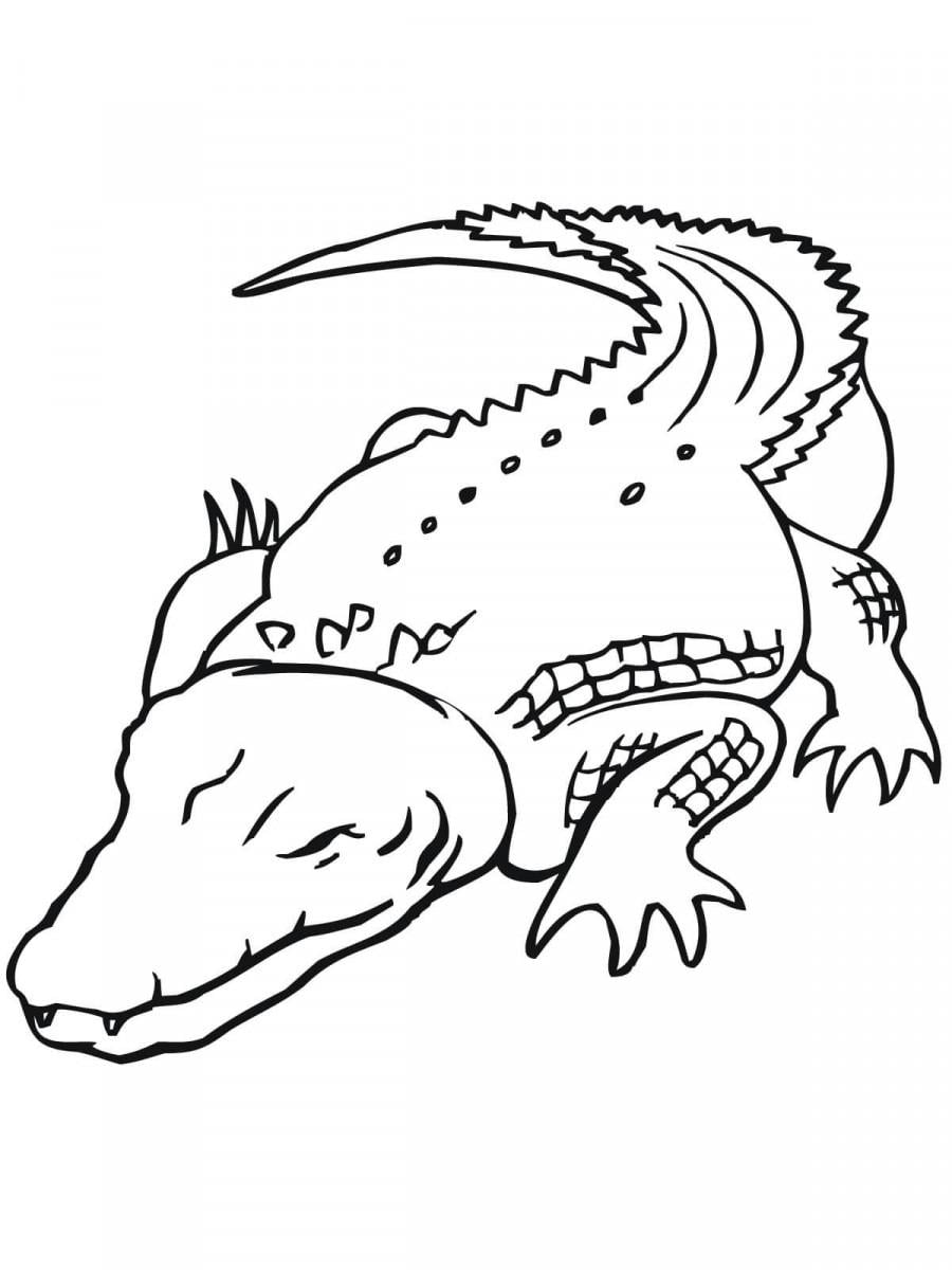 Hướng dẫn cách vẽ CON CÁ SẤU - Tô màu con Cá Sấu - How to draw a Crocodile  - YouTube
