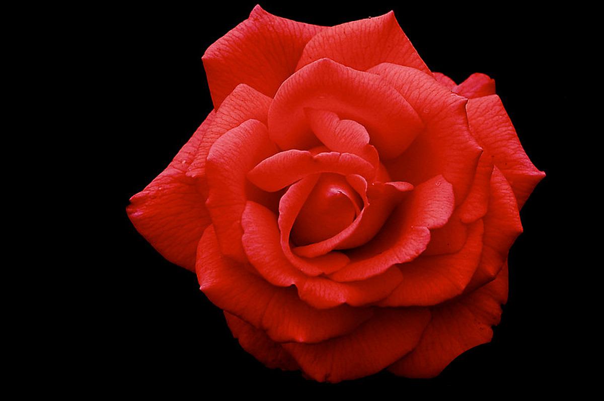 Chia sẻ 63+ về tải hình nền hoa hồng mới nhất - cdgdbentre.edu.vn