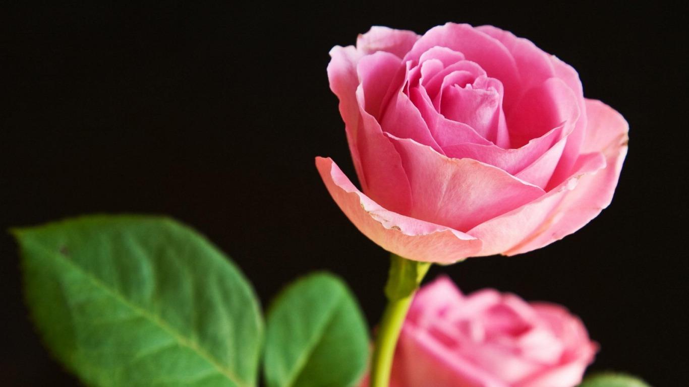 Tải về Hình nền hoa hồng  Bộ ảnh hoa hồng đẹp lãng mạn
