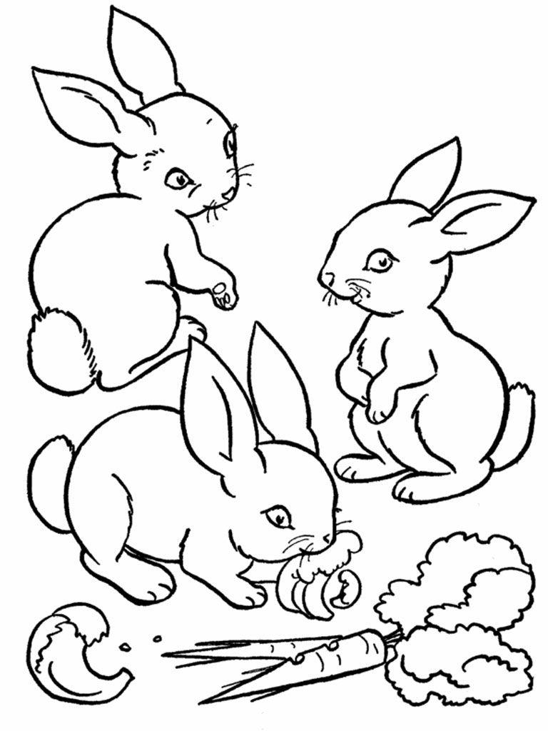 Tô màu Vẽ Con Thỏ Ngộ Nghĩnh Đáng Yêu  Trang Tô Màu Cho Bé